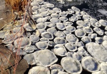 Steelhead on Ice - an extra challenge yesterday on the Grande Ronde!