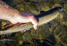  Foto de Pesca con Mosca de Trucha arcoiris compartida por Drew Fuller – Fly dreamers