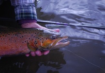  Fotografía de Pesca con Mosca de Trucha marrón por Jimbo Busse – Fly dreamers