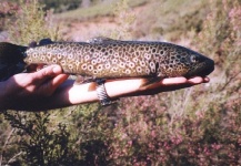 Jose Antonio Gonzalez Feijoo 's Fly-fishing Catch of a Brown trout – Fly dreamers 