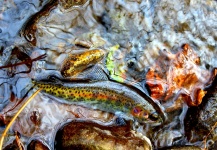  Fotografía de Pesca con Mosca de Trucha arcoiris compartida por Drew Fuller – Fly dreamers