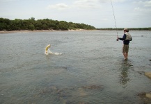 Golden Dorado Fly-fishing Situation – Francisco Defferrari shared this Interesting Image in Fly dreamers 