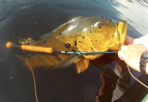 Juan Pablo Gozio 's Fly-fishing Photo of a Peacock Bass – Fly dreamers 
