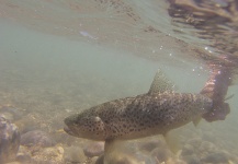 Segundo Beccar Varela 's Fly-fishing Photo of a Brown trout – Fly dreamers 