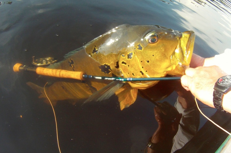 Amazonas - río Sucundurí
Tucunaré pescado con mosca Puglisi amarilla y blanco, caña TECH Zalt #8