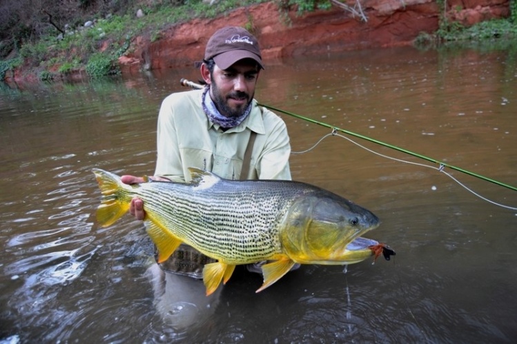 dorado con mosca seca, imitacion de raton...