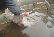  Captura en Pesca con Mosca de Trucha arcoiris por Peter Breeden – Fly dreamers