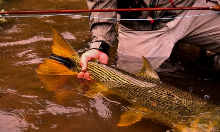 dorado pescado con caña de bambú por Noel Pollak