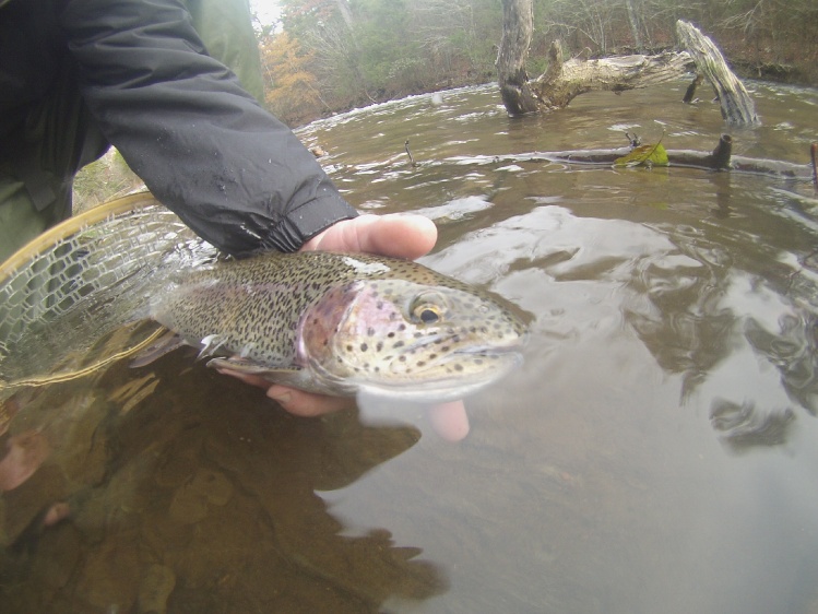 A big bow looking pretty!