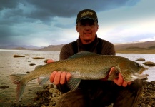 Mongolian Grayling