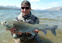 Mongolian Grayling