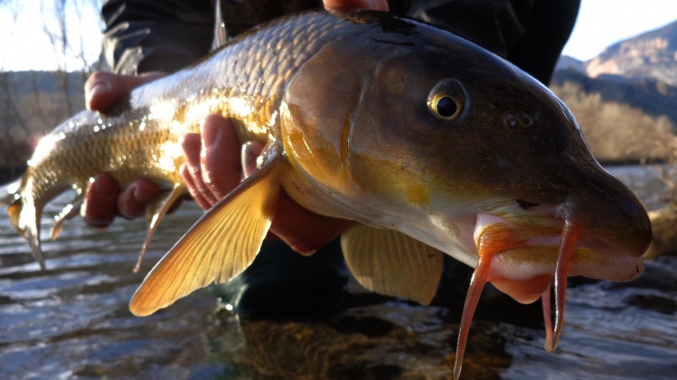 One of the strongest freshwater fish in Spain