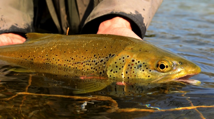 Trout from the Ain river, France