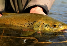 Pierre Lainé 's Fly-fishing Picture of a Brown trout – Fly dreamers 