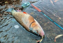 Rudolf Thurner 's Fly-fishing Pic of a Chub – Fly dreamers 