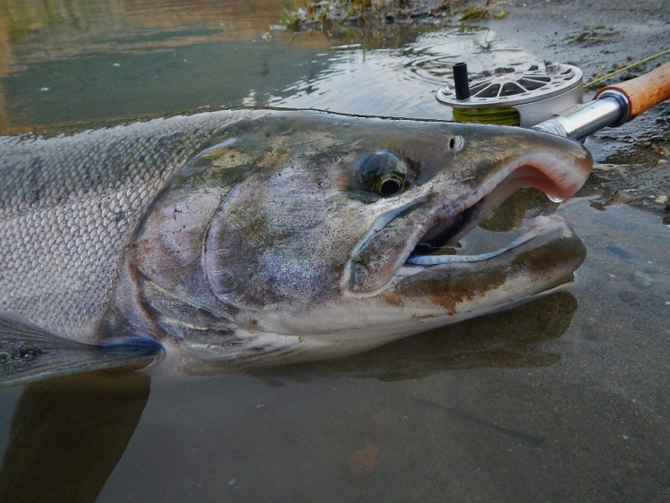 This guy had some shoulders, around 15 lbs.
