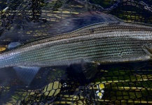 Fly-fishing Picture of Grayling shared by Pierre Lainé – Fly dreamers