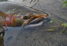 Kevin Hardman 's Fly-fishing Photo of a Coho salmon – Fly dreamers 