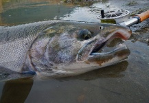 Kevin Hardman 's Fly-fishing Photo of a Silver salmon – Fly dreamers 