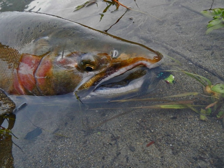 Silver salmon caught on an egg sucking leech. 