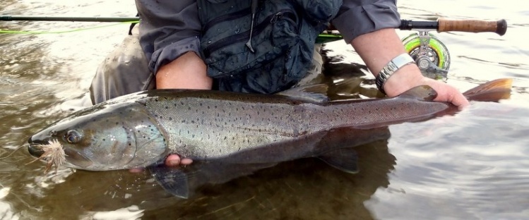 Young Taimen with dry mouse fly for an enduring flyman at a Mongolian wilderness river 