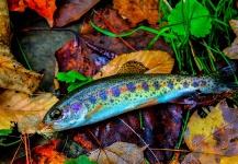  Fotografía de Pesca con Mosca de Trucha arcoiris por Drew Fuller – Fly dreamers