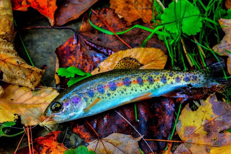 These little wild rainbows never get old.