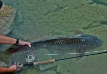 Fly-fishing Pic of Carp shared by Edu Cesari – Fly dreamers 