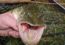 One day pike fishing with friends in the Netherlands