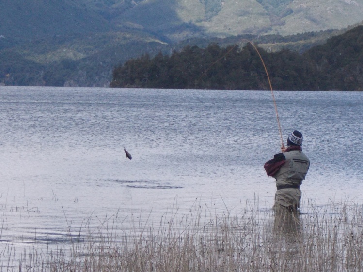 Bariloche 2013. Por segundo año consecutivo viajamos a Bariloche con un  grupo de amigos para disfrutar pescando. En la imagen se ve la primera trucha del viaje, una linda arco iris, pescada en lago Mascardi. Estaba recién llegado, comimos, y dije "voy a 