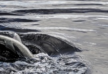  Captura de Pesca con Mosca de Steelhead por Randy Riksen – Fly dreamers