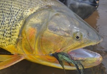 Luciano Saldise 's Fly-fishing Pic of a Golden Dorado – Fly dreamers 