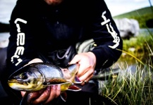 Alexander Lexén 's Fly-fishing Catch of a Arctic Char – Fly dreamers 