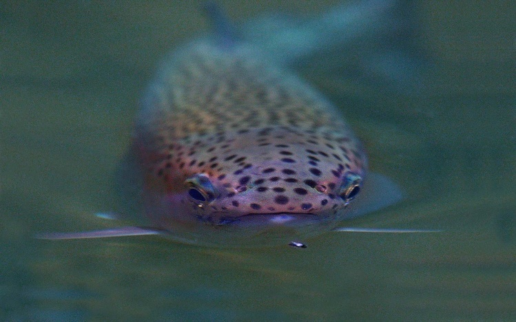 Zzzsssssip! Why trout spend energy sipping midges off the surface, when there are caddis to be had is a mystery.