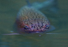 Arctic Silver 's Fly-fishing Photo of a Brown trout – Fly dreamers 