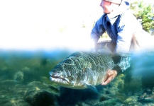 Arctic Silver 's Fly-fishing Pic of a Atlantic salmon – Fly dreamers 