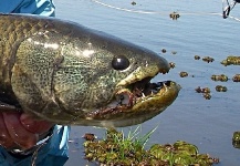  Foto de Pesca con Mosca de Tararira por Matias Sabatini – Fly dreamers 