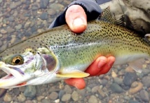 Fly-fishing Pic of Cutthroat shared by Jay Perry – Fly dreamers 