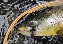  Foto de Pesca con Mosca de Trucha marrón compartida por D. Leo Slattery – Fly dreamers