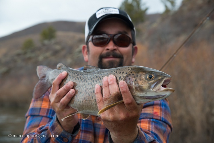 Amur trout