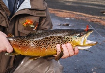 Juan Manuel Rodriguez 's Fly-fishing Pic of a Brown trout – Fly dreamers 