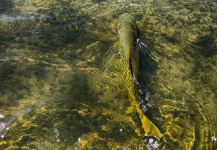 Fly-fishing Pic of Golden Dorado shared by Leandro Ferreyra – Fly dreamers 