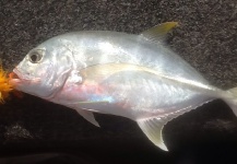 Richard Carter 's Fly-fishing Photo of a Giant Trevally – Fly dreamers 