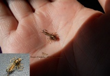  Mira esta Genial foto de atado de moscas de Sergio Córdoba