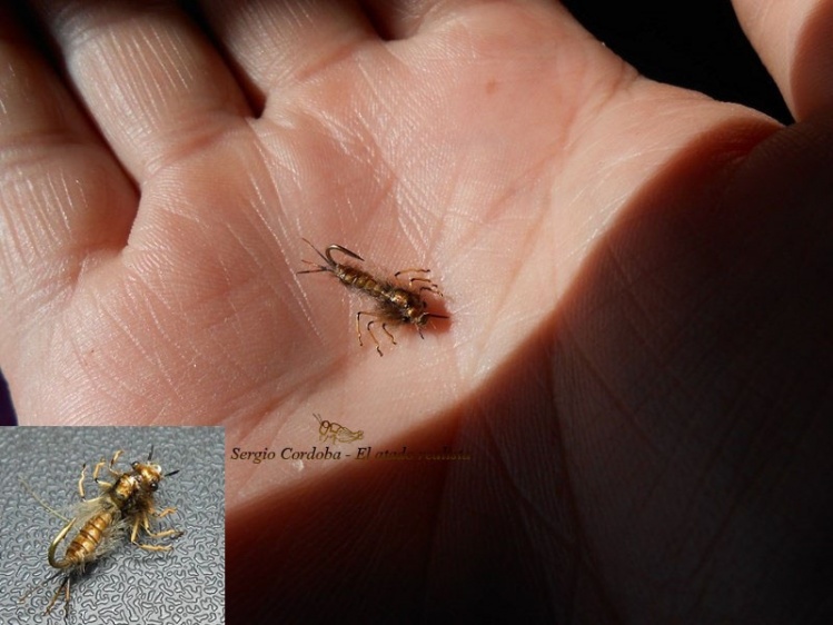 Mayfly nymph