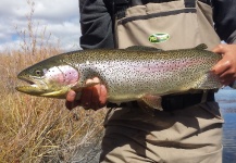 Brett Ritter 's Fly-fishing Image of a Rainbow trout – Fly dreamers 