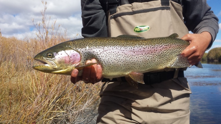 caught in NV on a purple woolly bugger!