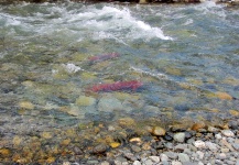  Captura de Pesca con Mosca de Salmón Sockeye por Ted Bryant – Fly dreamers