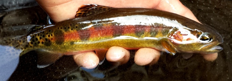 caught this golden above 10,000 ft  in the eastern sierra mountain range on a little hopper these fish are just breath taking.