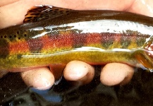 Fly-fishing Image of Golden Trout shared by Brett Ritter – Fly dreamers